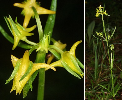 Halenia rothrockii