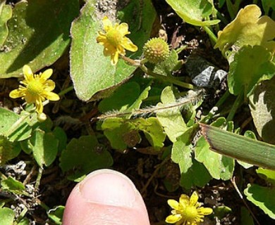 Halerpestes cymbalaria