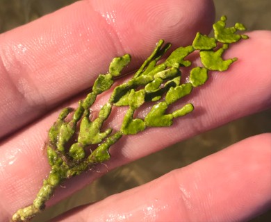 Halimeda incrassata