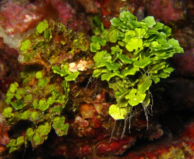 Halimeda opuntia