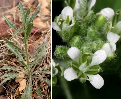 Halimolobos diffusus