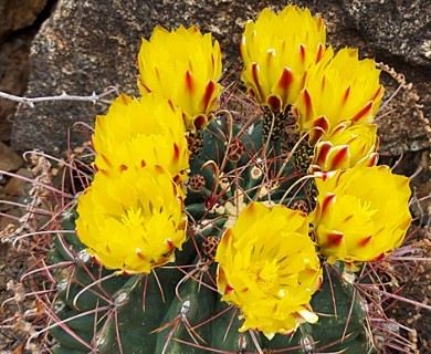 Hamatocactus hamatacanthus