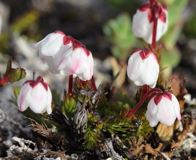 Harrimanella hypnoides