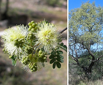 Havardia mexicana