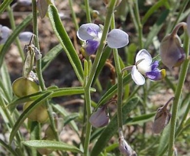 Hebecarpa barbeyana