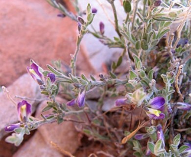 Hebecarpa macradenia