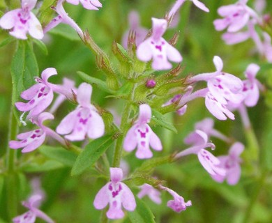 Hedeoma acinoides