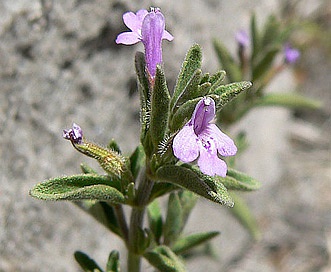 Hedeoma drummondii