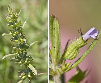 Hedeoma hispida