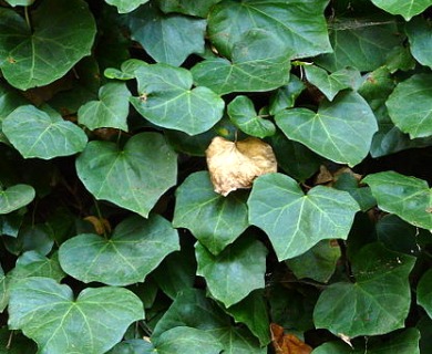 Hedera canariensis