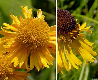 Helenium bigelovii