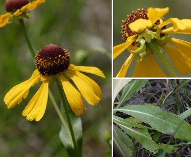 Helenium brevifolium