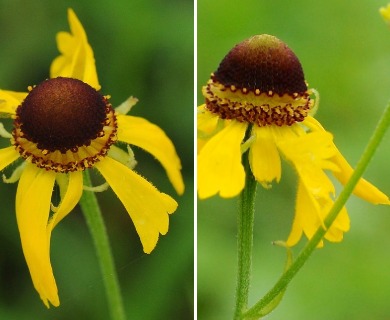 Helenium campestre