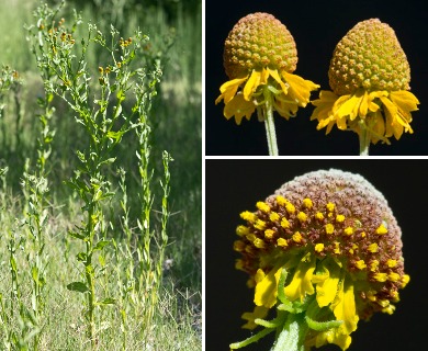 Helenium microcephalum