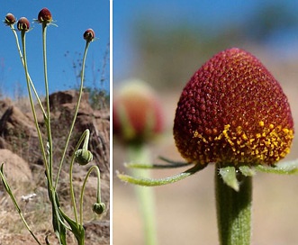 Helenium thurberi