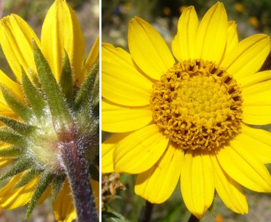 Helianthella californica