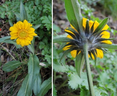 Helianthella castanea