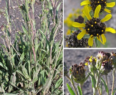 Helianthella microcephala