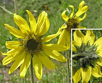 Helianthella quinquenervis