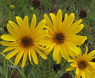 Helianthus X laetiflorus