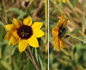 Helianthus bolanderi