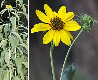 Helianthus californicus