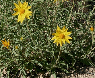 Helianthus cusickii