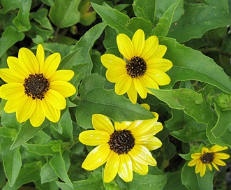 Helianthus debilis