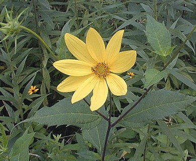 Helianthus decapetalus