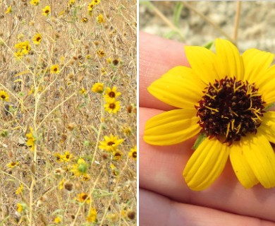 Helianthus exilis