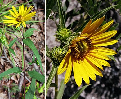 Helianthus hirsutus