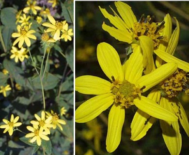 Helianthus microcephalus