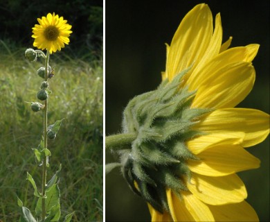 Helianthus mollis