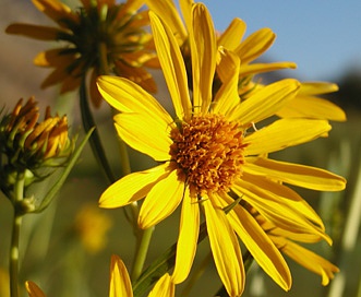 Helianthus nuttallii