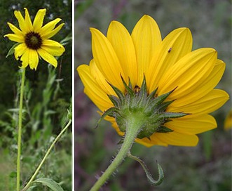 Helianthus petiolaris