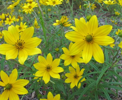 Helianthus porteri