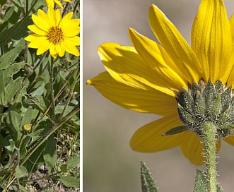 Helianthus pumilus