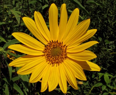 Helianthus resinosus