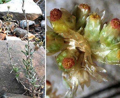 Helichrysum luteoalbum