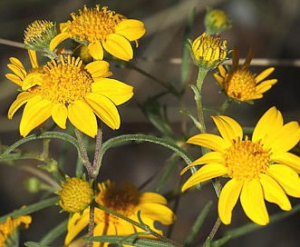 Heliomeris longifolia