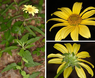 Heliopsis helianthoides