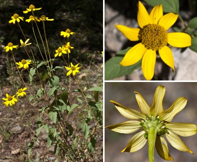 Heliopsis parvifolia