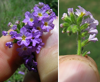 Heliotropium amplexicaule