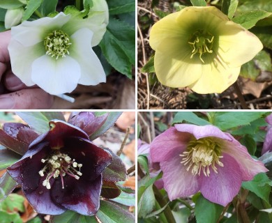 Helleborus orientalis