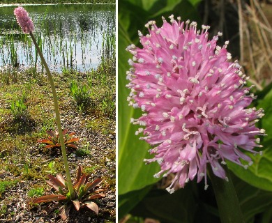 Helonias bullata