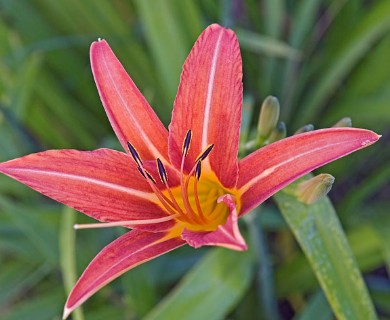 Hemerocallis fulva