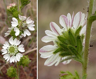 Hemizonia congesta