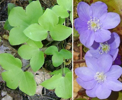 Hepatica acutiloba