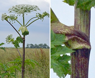 Heracleum mantegazzianum