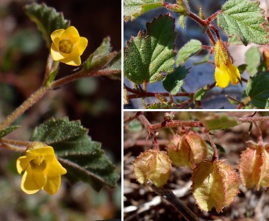 Hermannia pauciflora